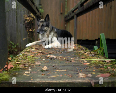 Ein Schäferhund liegend auf der alten Holzbrücke. Schwerpunkt im Vordergrund. Stockfoto