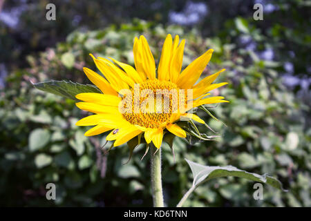 Sonnenblume im Park Stockfoto