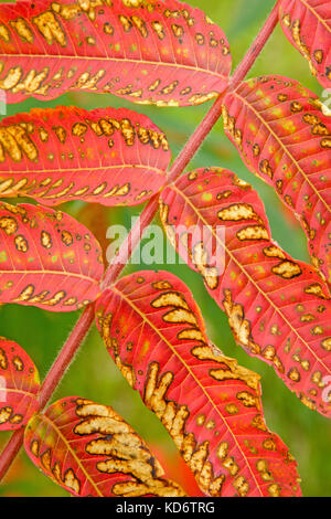 Blätter im Herbst. sumac bunte Blätter, close-up. verschwommenen Hintergrund. rhus typhina 'dissecta', staghorn Sumach. Frankreich Stockfoto