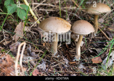 Braun Birke bolete (Leccinum scabrum) Stockfoto