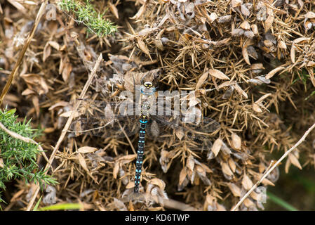 Migrant hawker Dragonfly (Aeshna Mixta) Stockfoto