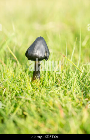 Schwärzung waxcap (Hygrocybe conica) (= H. nigrescens) Stockfoto