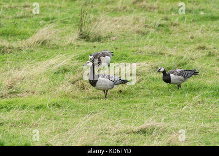 Nonnengänse (Branta leucopsis), Teil der wilden Herde in Walberswick/Southwold Bereich der Suffolk, Großbritannien Stockfoto