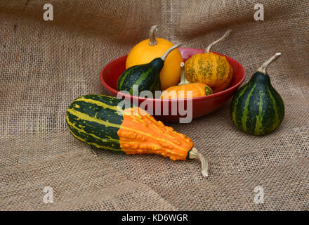 Rot Schüssel grün und orange dekorative Kürbisse mit glatten und warty Texturen auf hessischen Stockfoto