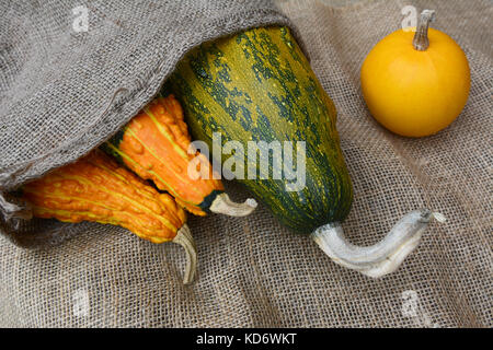 Drei dekorative Kürbisse in einem Jute Sack mit einer glatten Gelb zier Squash auf hessischen Stockfoto