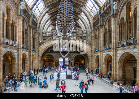 Der große, offene Innenraum des Hintze Halle des Natural History Museum, mit einem blauwal Skelett von der Decke abgehängt. London, England, UK. Stockfoto