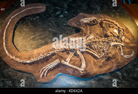 Eine ganze Coelophysis bauri Dinosaurier Skelett fossil, auf der Anzeige am Natural History Museum, Kensington, London, England, UK. Stockfoto