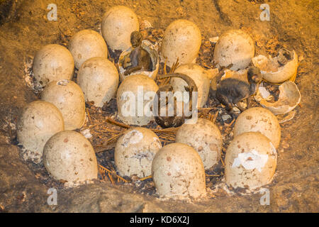 Ein realistisches Modell/Replikation von Dinosaurier Eier in ein Nest am Natural History Museum, Kensington, London, England, UK. Stockfoto