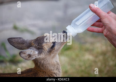 Die Pflege eines Babys, das Reh (Capreolus capreolus), Wildlife Rescue Stockfoto