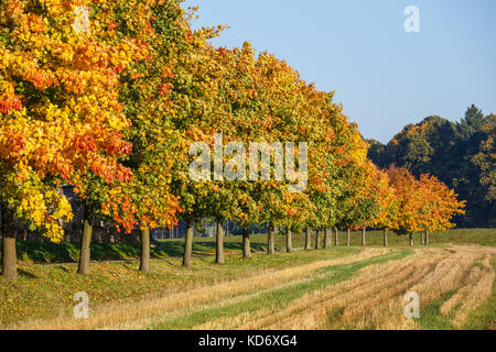 Herbst Landschaft mit goldener Herbst Bäume und Laub. Weg mit Bäume im Herbst - Ahorn gefüttert Stockfoto