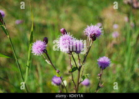 Flockenblume centaurea Jacea (braun oder brownray Flockenblume) ist eine Pflanzenart aus der Gattung von krautigen Pflanzen in der Gattung centaurea im Bereich wachsen. Stockfoto