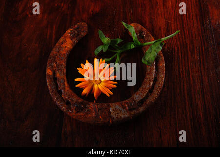 Ein rostiges Hufeisen mit einem orange Calendula Blume in der Mitte. dunkelbraune Holz- Oberfläche. Low Key horizontale Foto. Stockfoto