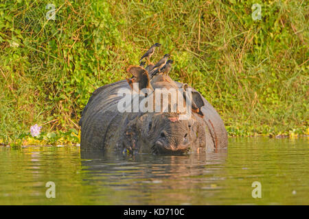 Dschungel mynas auf eine indische Nashorn in Chitwan Nationalpark in Nepal Stockfoto