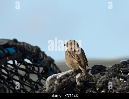 House sparrow, Passer domesticus, saß auf Lobster Pot, in West Bay Harbour, Dorset, Großbritannien Stockfoto