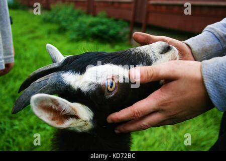 Zicklein Ziege in den Händen des jungen Kind gehalten auf einer Farm im County Armagh, Nordirland Stockfoto