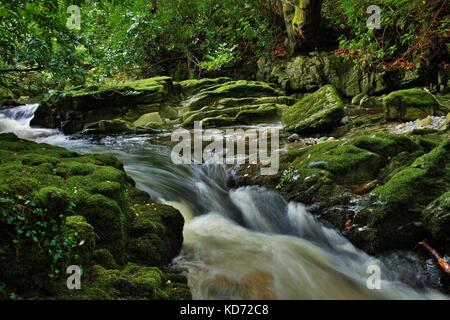 Lange Belichtung geschossen von Fluss, durch Felsen und Bäumen in tullymore Wald fließt, Nordirland Stockfoto