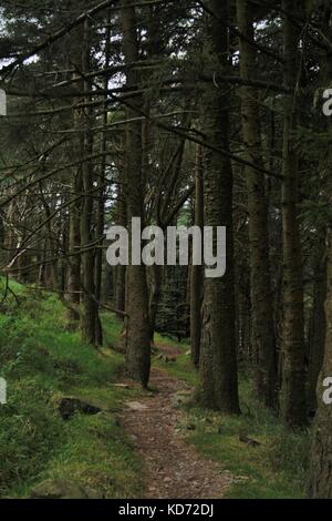 Mountain Bike Trails durch die Bäume in rostrevor Wald, Nordirland Stockfoto