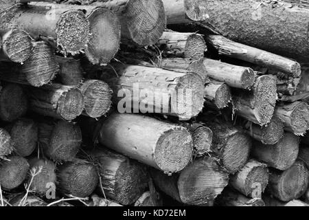 Cut up Logs in gosford Wald angehäuft, Nordirland Stockfoto