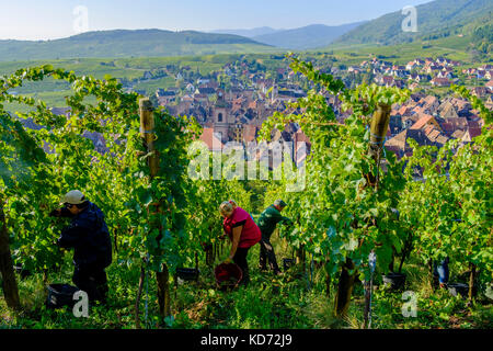 Ein Mann und eine Frau an der Weinlese in die Weinberge rund um die historische Stadt Stockfoto