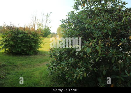 Ein paar grüne Büsche gerne im Schatten sitzen. Stockfoto