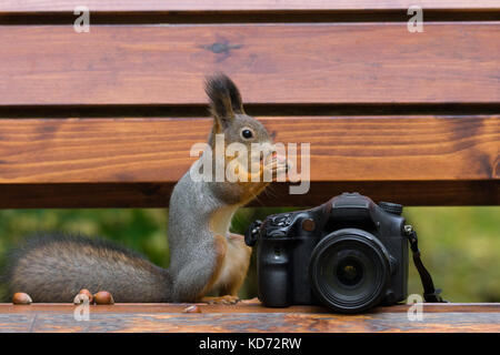 Eichhörnchen sitzt auf der Kamera mit Muttern, Herbst Stockfoto