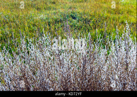 Frost bedeckt; Kochia scoparia; wächst an Vandaveer Ranch Weide; Salida, Colorado, USA Stockfoto