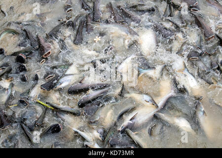 Viele verschiedene Fische konkurrieren für Essen im Fluss. Fische springen in Wasser für Nahrung in den Fluss Chao Phraya Bangkok, Thailand. Wels und Karpfen Brot füttern in Stockfoto