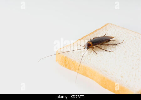 Kakerlake auf Brot auf weißem Hintergrund. Ansteckung der Krankheit, Konzept der Pest. Stockfoto