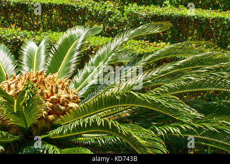 Das große Exemplar japanische Sago-Palme (Cýcas revóluta) in natürlichen Bedingungen Stockfoto