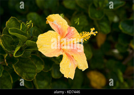 Die gelbe Blume hibiscus in der Tropfen regen Stockfoto