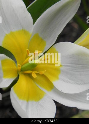 White Tulip mit gelbem Zentrum, close-up Stockfoto