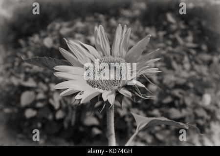 Sonnenblumen in den Park Schwarz und Weiss Stockfoto