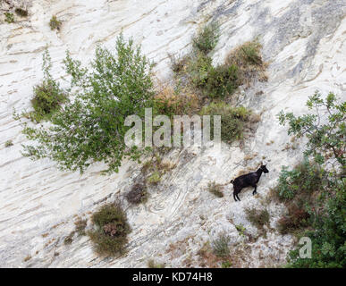 Schwarze Ziege thront, der unsicher auf den Kreidefelsen von gidaki Bay auf Ithaka in der Ionischen Inseln von Griechenland Stockfoto