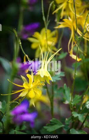 Anzeige in der Nähe des Golden Akelei (aquilegia Chrysantha) Stockfoto