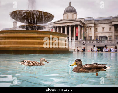 Eine Stockente und Drake schwimmen in der Trafalgar Square Brunnen vor der National Gallery in London, Großbritannien Stockfoto