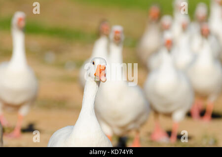 Weiße Gans portrait Wandern in Park Stockfoto