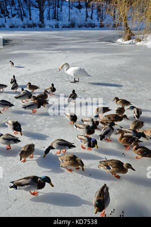 Gezähmte wilde Enten und ein Schwan in der gefrorenen Teich Stockfoto