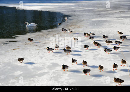 Gezähmte wilde Enten und ein Schwan in der gefrorenen Teich Stockfoto