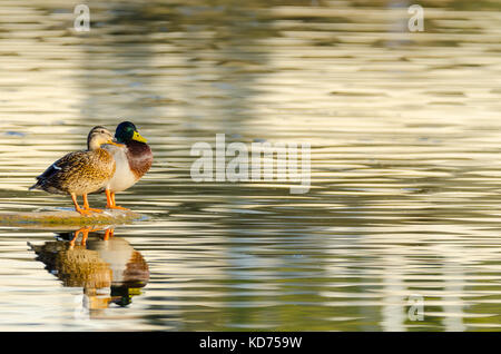 Paar Anas platyrhynchos (anade real oder azulon) in guadianas Flüsse, Badajoz. Kopieren Sie Platz Stockfoto