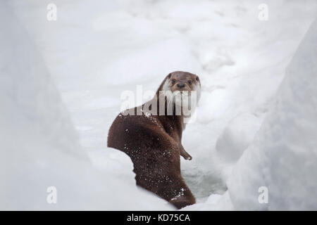 Europäischer fluss Fischotter (Lutra lutra) am Ufer in tiefem Schnee im Winter Stockfoto