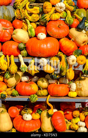 Verschiedene Arten von bunten Kürbisse zum Verkauf in Blocklagerung Stockfoto