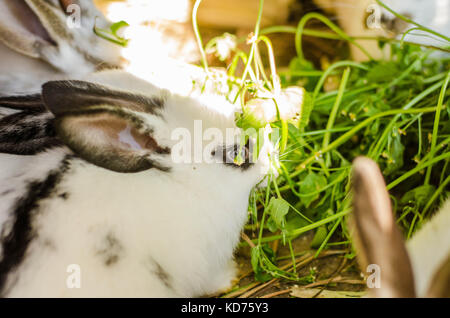 Fütterung von Kaninchen auf die Farm der Tiere in Kaninchen-Stall. Stockfoto