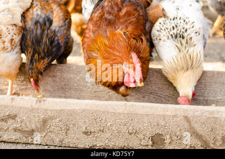 Braun Huhn essen aus einem Trog. Stockfoto