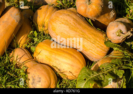 Eine Gruppe von Miniatur Kürbisse von oben geschossen Stockfoto