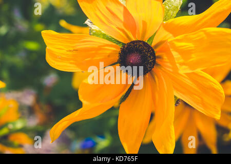 Gelbe Rudbeckia mit braunen Zentren. Auch Coneflowers, black-eyed-Susans, Leuchtender Sonnenhut Stockfoto