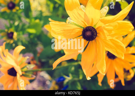 Gelbe Rudbeckia mit braunen Zentren. Auch Coneflowers, black-eyed-Susans, Leuchtender Sonnenhut Stockfoto