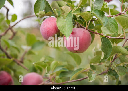 Schöne rote Äpfel am Zweig im Herbst Stockfoto