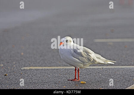 Mediterranean gull Larus melanocephalus im Winter Gefieder auf Parkplatz Milford on Sea Hampshire England Januar 2006 Stockfoto