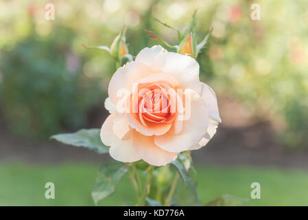 Nahaufnahme peach Rose blühen im Sommer Garten Stockfoto