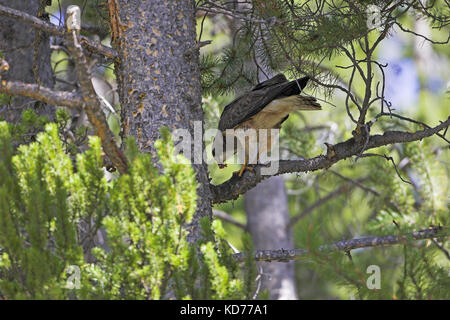 Hawk Buteo swainsoni Swainson im Flug in der Nähe von West Yellowstone, der Vereinigten Staaten von Amerika Stockfoto